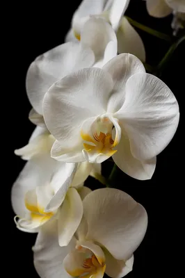 Elegant White Orchid on Black Background