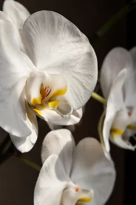 Elegant White Orchid Macro Bloom