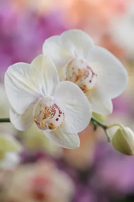 Elegant White Orchid Macro Bloom Portrait