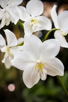 Elegant White Orchid Macro Bloom