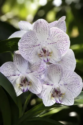 Elegant White Orchids with Violet Speckles