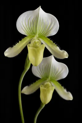Elegant White Orchid Macro Portrait