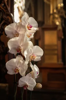 Elegant White Orchids in Chapel Light