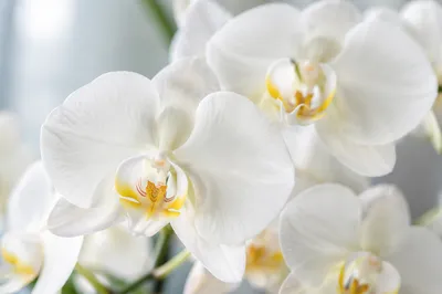 Elegant White Orchid Macro Floral Closeup