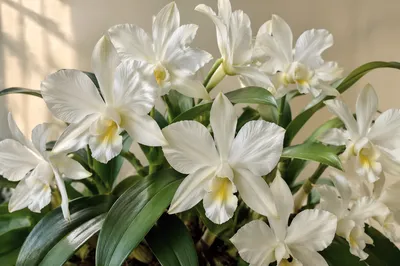 Elegant White Orchids with Emerald Leaves