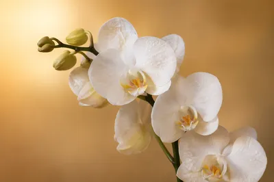 Elegant White Orchid on Warm Beige