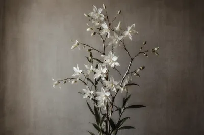 Elegant White Orchid on Warm Gray Linen