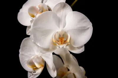 Elegant White Orchid on Black Background