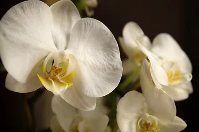 Elegant White Orchid Macro Blossom Closeup