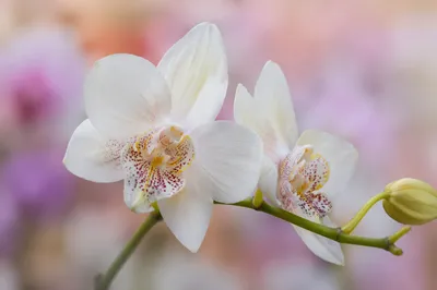 Elegant White Orchid Macro Blossom Closeup