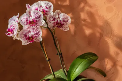 Elegant White Orchid Against Terracotta Wall