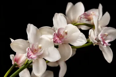 Elegant White Orchids on Black Background