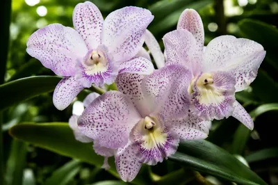 Elegant White Orchids in Soft Conservatory Light