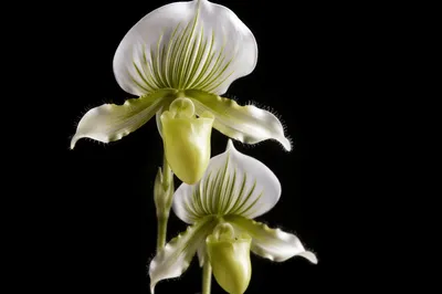 Elegant White Orchid Macro on Black