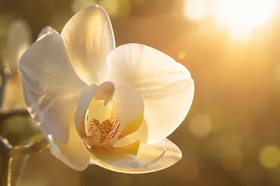Elegant White Orchid in Morning Light