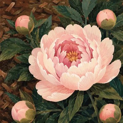 Soft Pink Peony Bloom in Sunlight