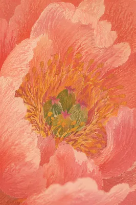 Pink Peony Macro with Golden Stamens