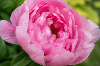 Lush Pink Peony Macro with Soft Petals