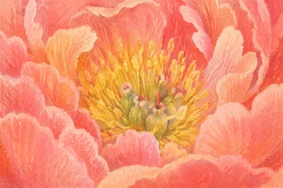 Soft Pink Peony Macro Floral Bloom