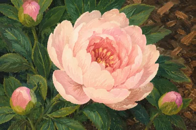 Soft Pink Peony Bloom in Morning Light