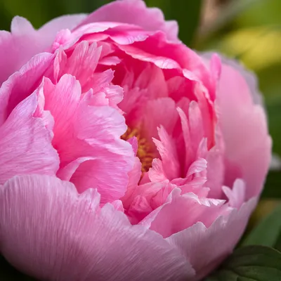 Lush Pink Peony Macro with Soft Petals