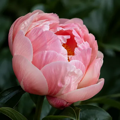 Lush Pink Peony Macro with Soft Petals
