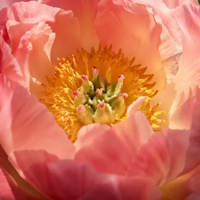 Soft Pink Peony Macro Bloom