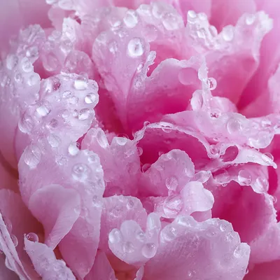 Dewy Pink Peony Petals in Morning Light