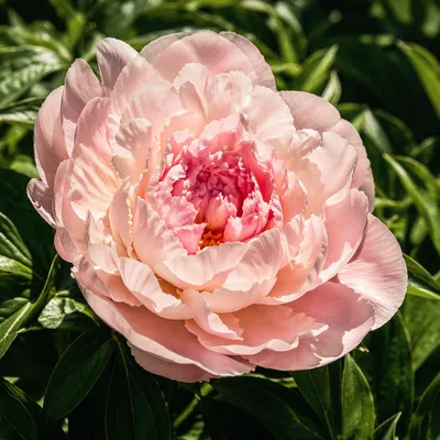 Soft Blush Peony Bloom in Sunlight