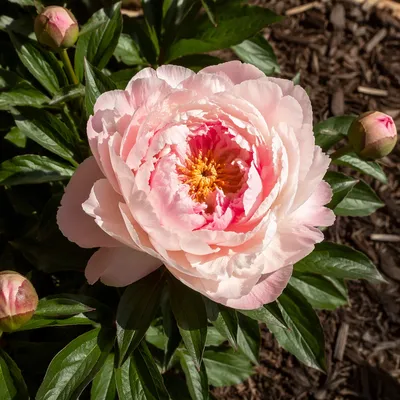 Soft Pink Peony Bloom in Sunlight