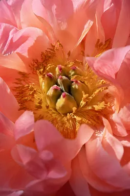 Soft Pink Peony Macro Bloom