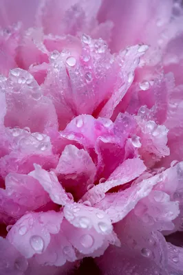 Dewy Pink Peony Macro Petals