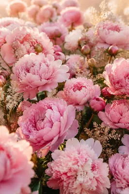 Soft Pink Peony Blossoms in Golden Light
