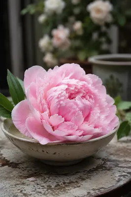 Lush Pink Peony in Morning Light