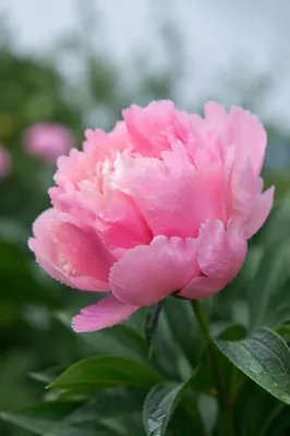 Lush Pink Peony After Spring Rain