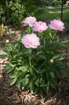 Soft Pink Peonies in Morning Garden Light