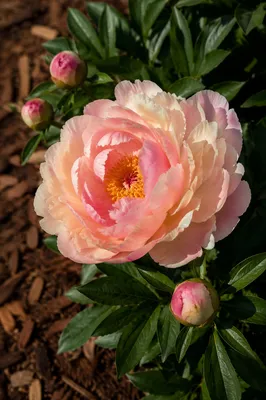 Soft Pink Peony in Garden Bloom