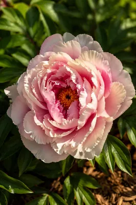 Soft Pink Peony in Morning Garden