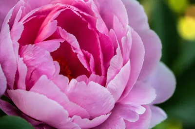 Soft Pink Peony Macro Bloom