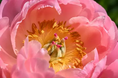 Soft Pink Peony Macro Bloom