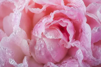 Dewy Pink Peony Petals Close Up