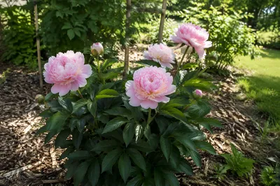 Soft Pink Peonies in Sunlit Garden