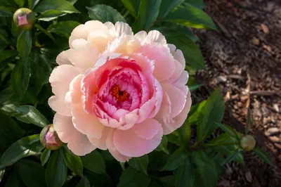 Soft Pink Peony Bloom in Garden