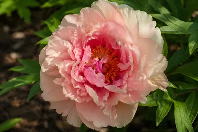 Soft Pink Peony in Peaceful Garden