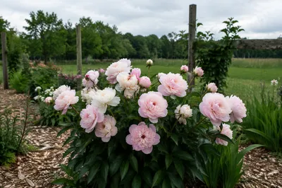 Soft Pink Peonies in Rural Garden
