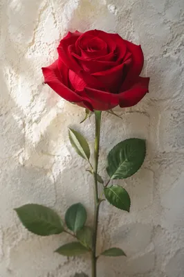 Single Red Rose on Soft White Background