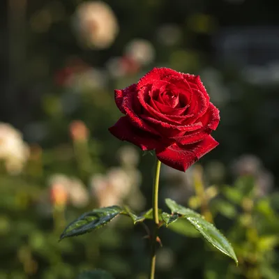 Single Red Rose in Morning Light