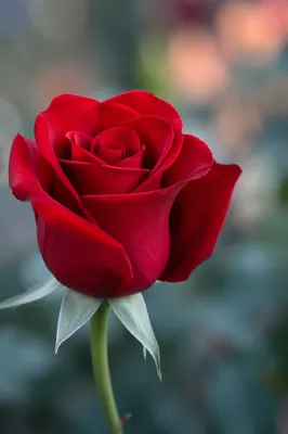 Single Red Rose Macro Close Up
