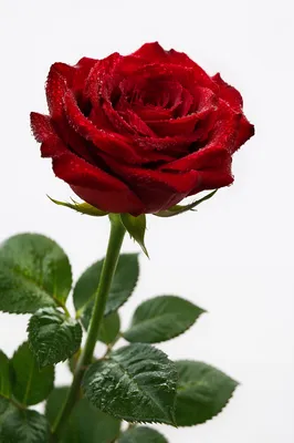 Single Red Rose with Dew Drops