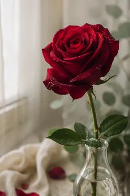 Single Red Rose by Soft Window Light